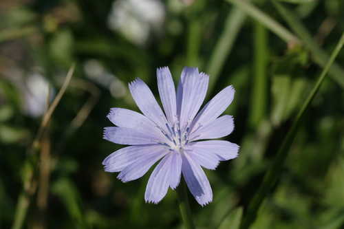 Cichorium intybus #5